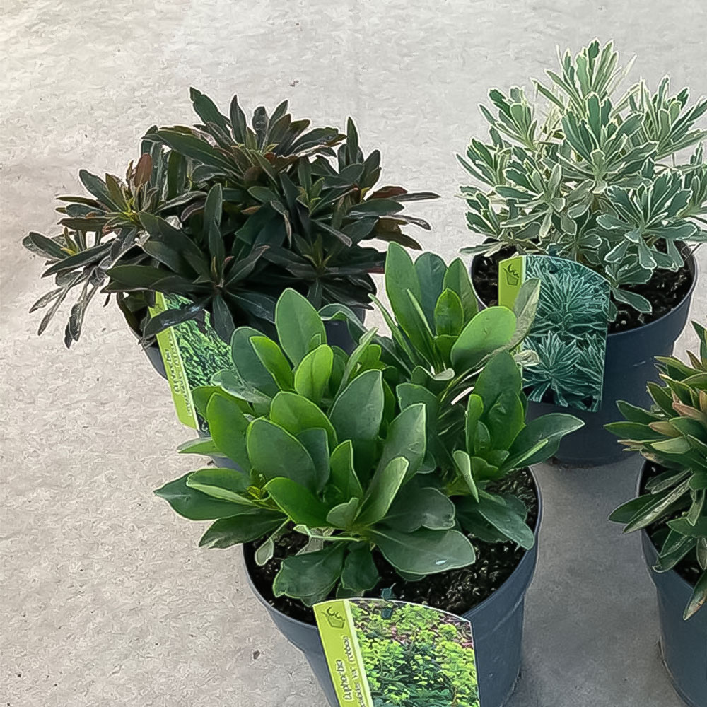 Euphorbia Mix Image 2