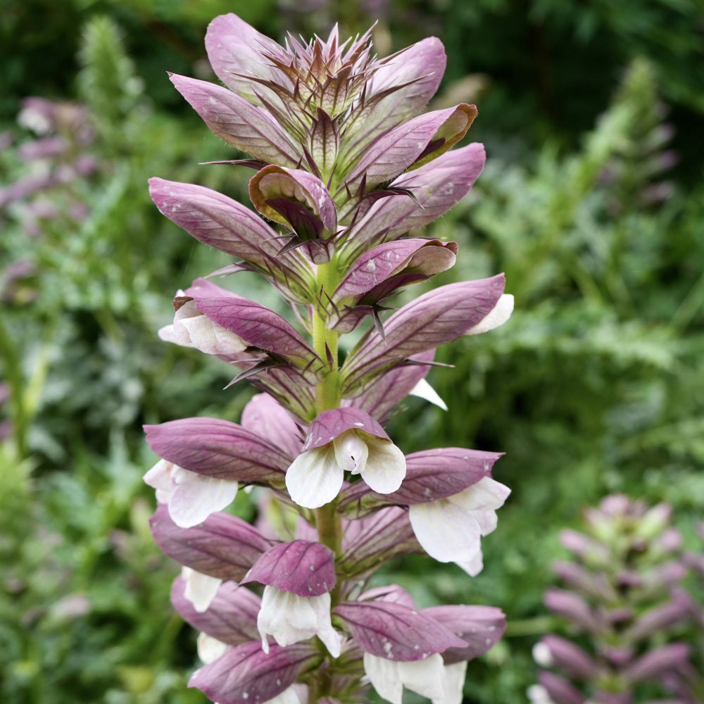 Thompson and Morgan Acanthus Spinosus Potted Plant 9cm Image 1