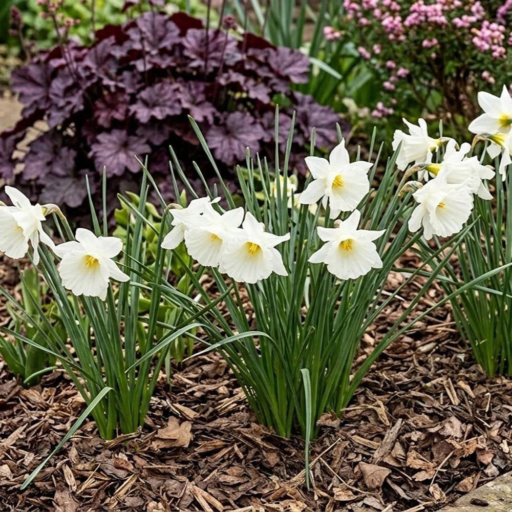 Thompson and Morgan Daffodil Cantabricus Planting Bulb 32 Pack Image 4