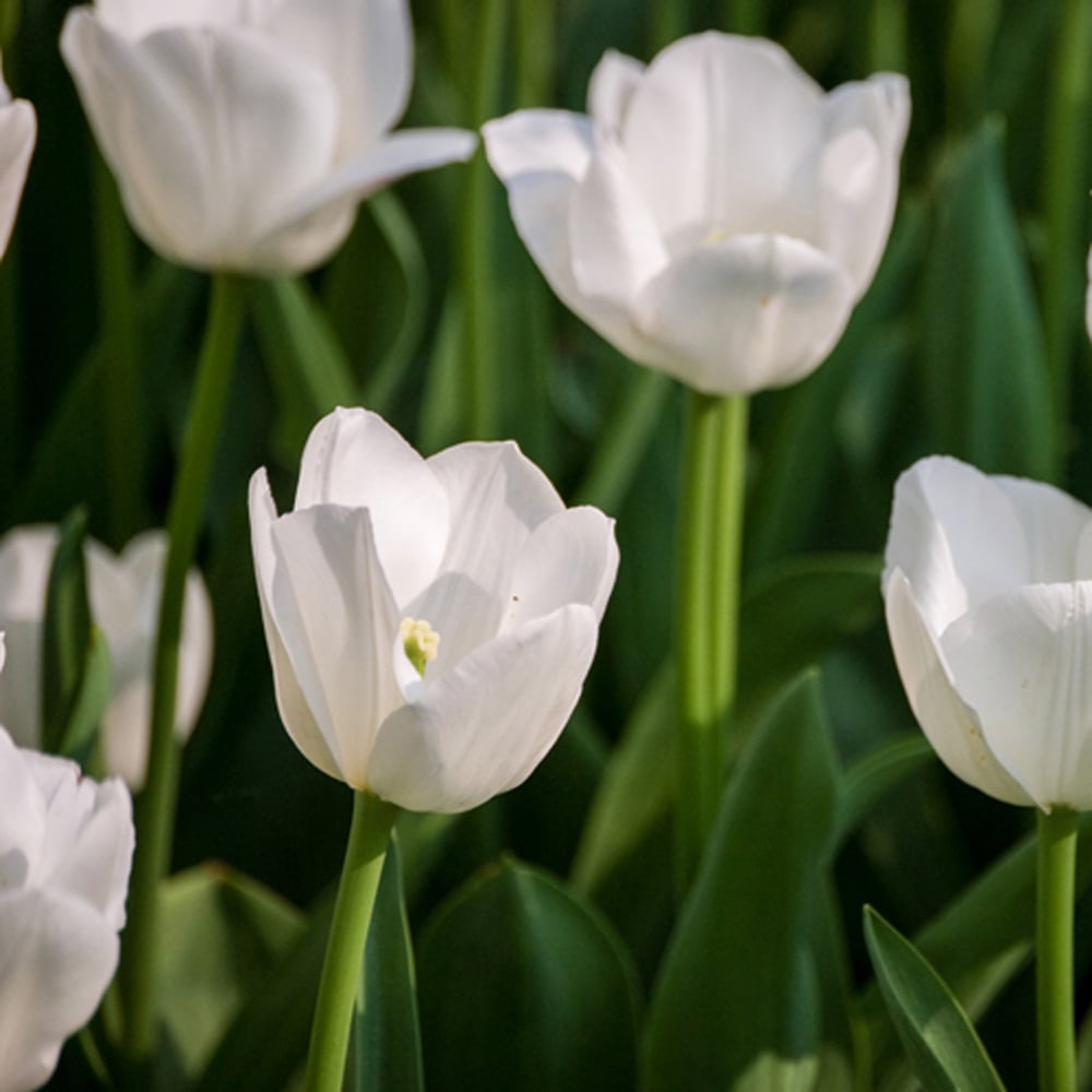 YouGarden Triumph White Tulip Planting Bulb 30 Pack Image 1