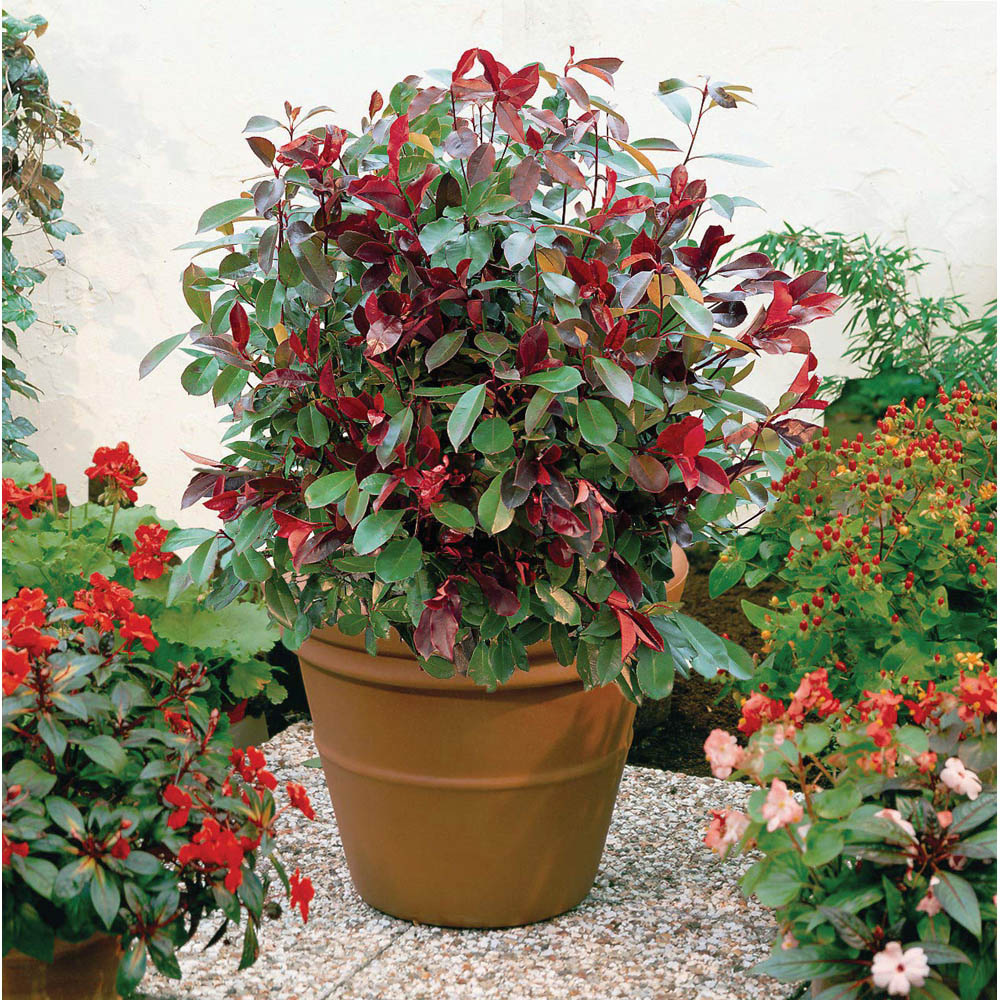 Thompson and Morgan Photinia Red Robin Plant Pot 9cm Image 2