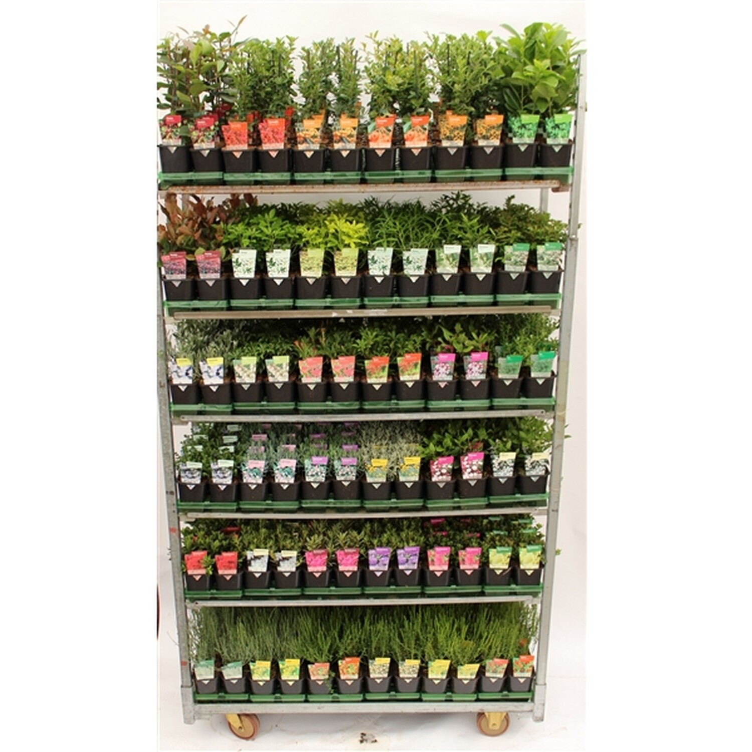 HS Shrubs Winter Evergreen Mix Image