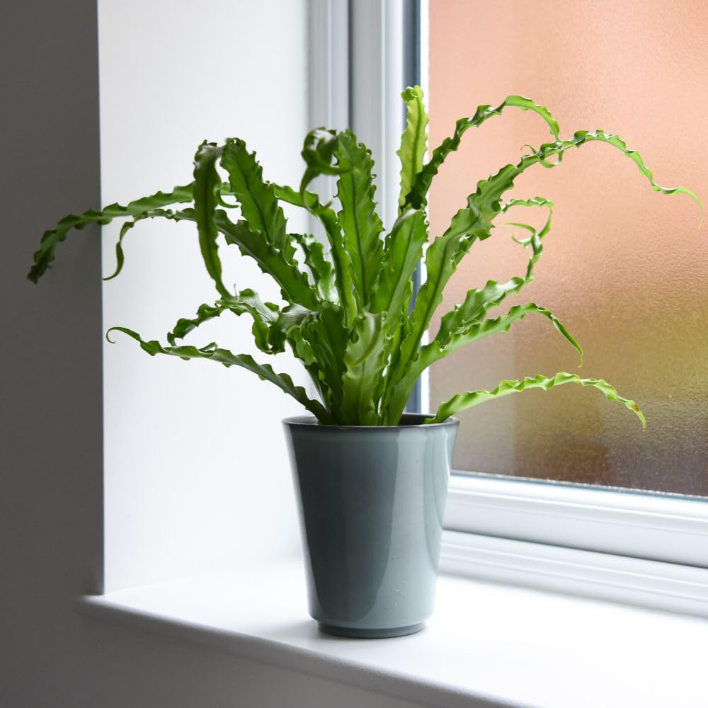 Thompson and Morgan Asplenium Antiquum Osaka Plant Pot 12cm 2 Pack Image 3