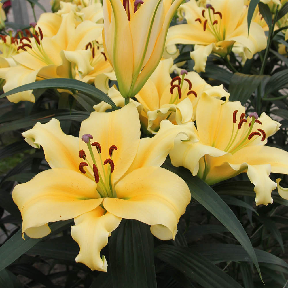 YouGarden Skyscraper Shine On Lily Bulb 3 Pack Image 2