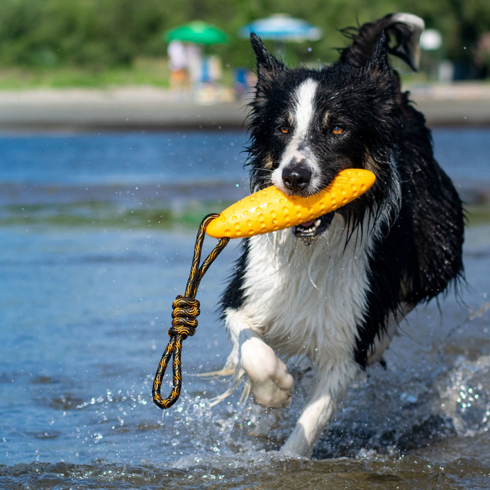 Kiwi Walker Lets Play Orange Zeppelin Dog Toy Image 2