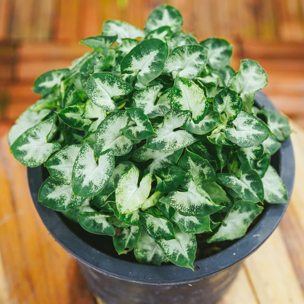 Thompson and Morgan Syngonium Pixie Plant in Pot 12cm Image