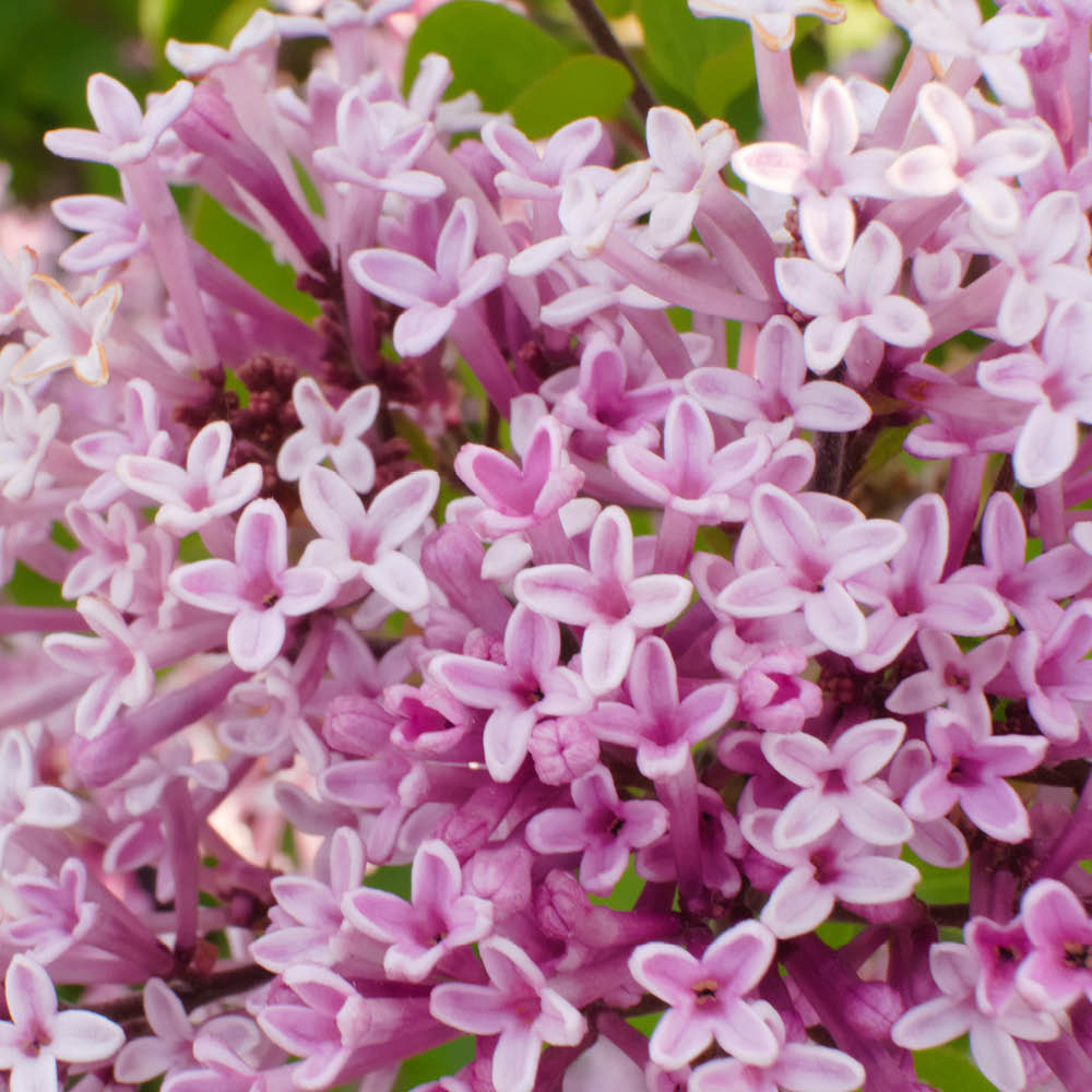 YouGarden Lilac Syringa Palibin Plant Pot 3L Image 2
