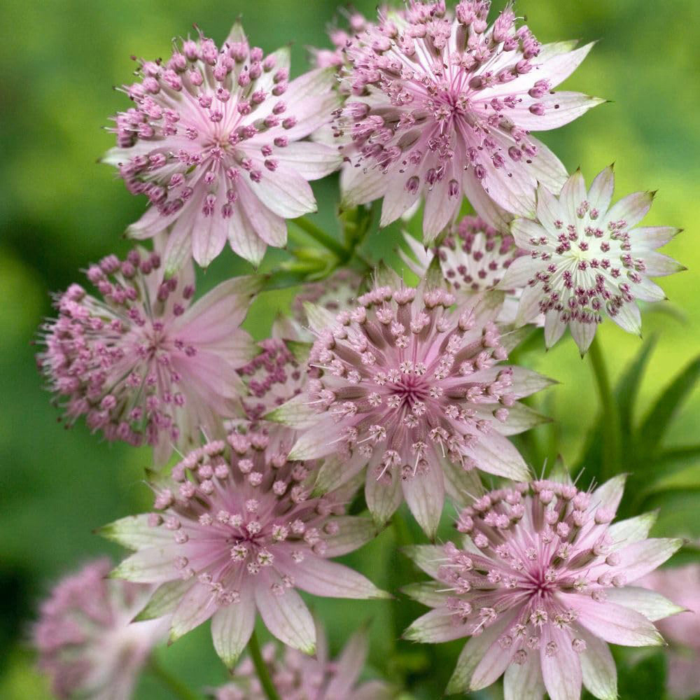 Thompson and Morgan Astrantia Buckland Plant Pot 9cm Image 1