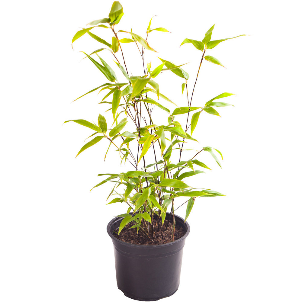 wilko Black Bamboo Plant Pot 3L Image 3