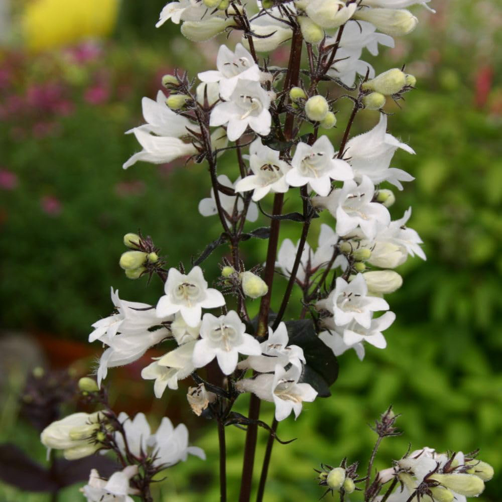 Thompson and Morgan Red Penstemon Digitalis Husker Plant Pot 9cm Image 2
