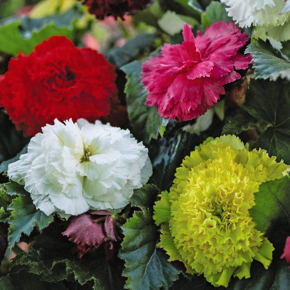 Thompson & Morgan Begonia Collection Mixed Tuber 20 Pack Image 3
