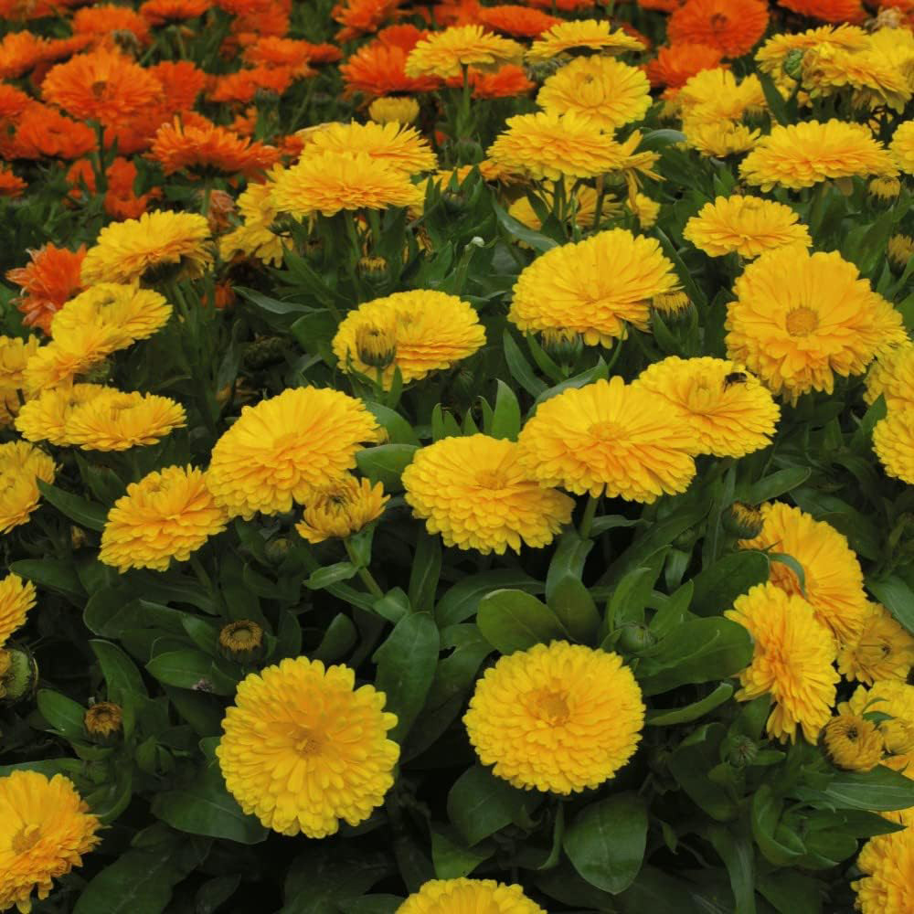 Thompson & Morgan Calendula Nana Candyman Yellow 100 Seeds Packet Image 3