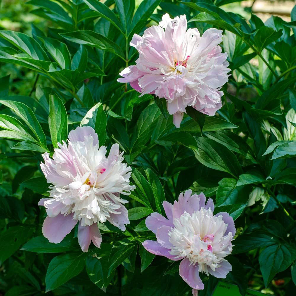 Thompson and Morgan Peony Sorbet Bare Root Image 3