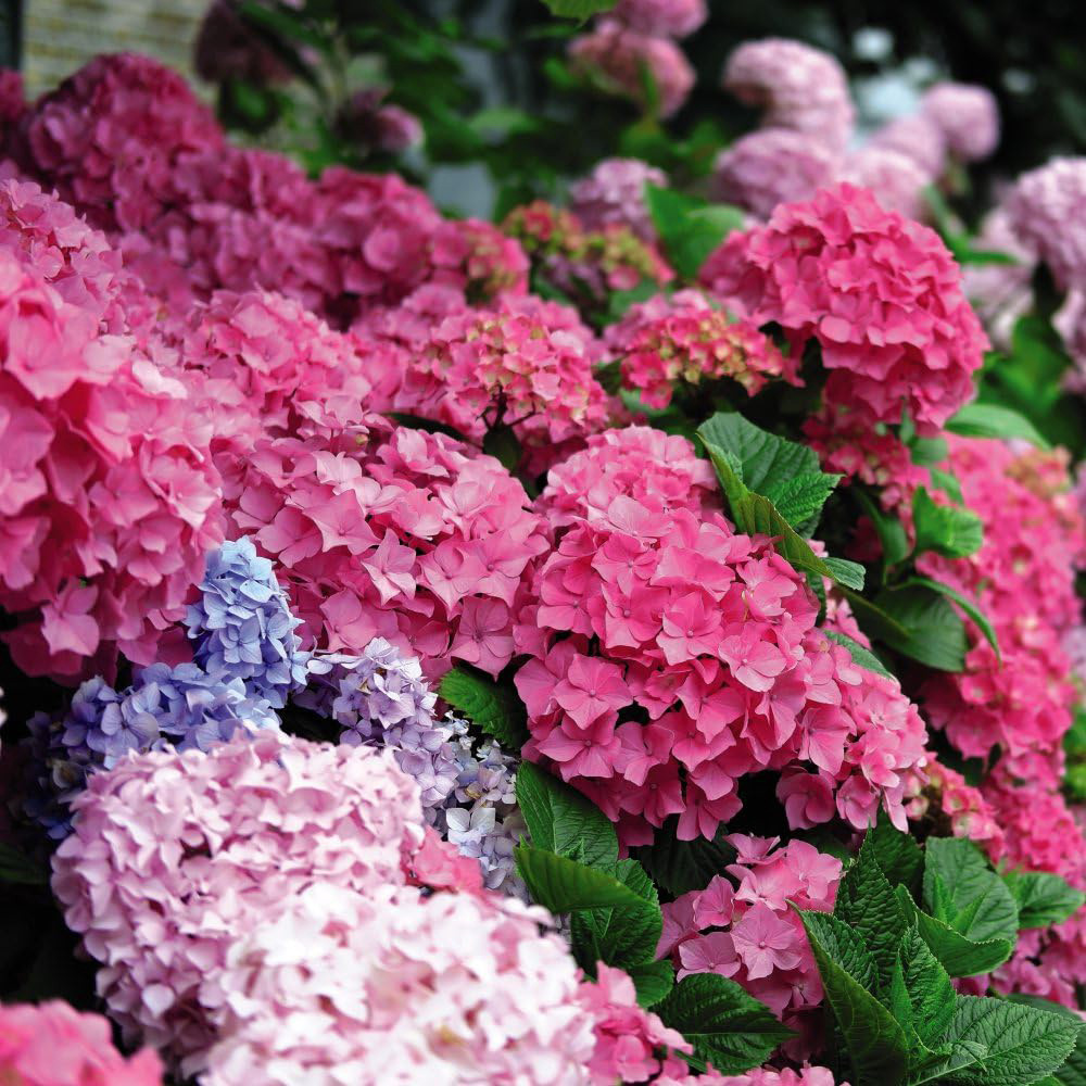 Thompson and Morgan Hydrangea Early Pink Potted Plant 10.5cm Image 4