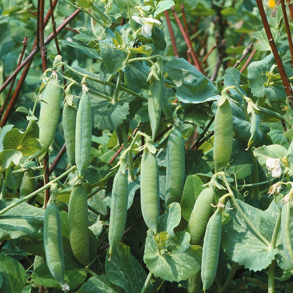 Thompson and Morgan Pea Kelvedon Wonder Seeds Image 1