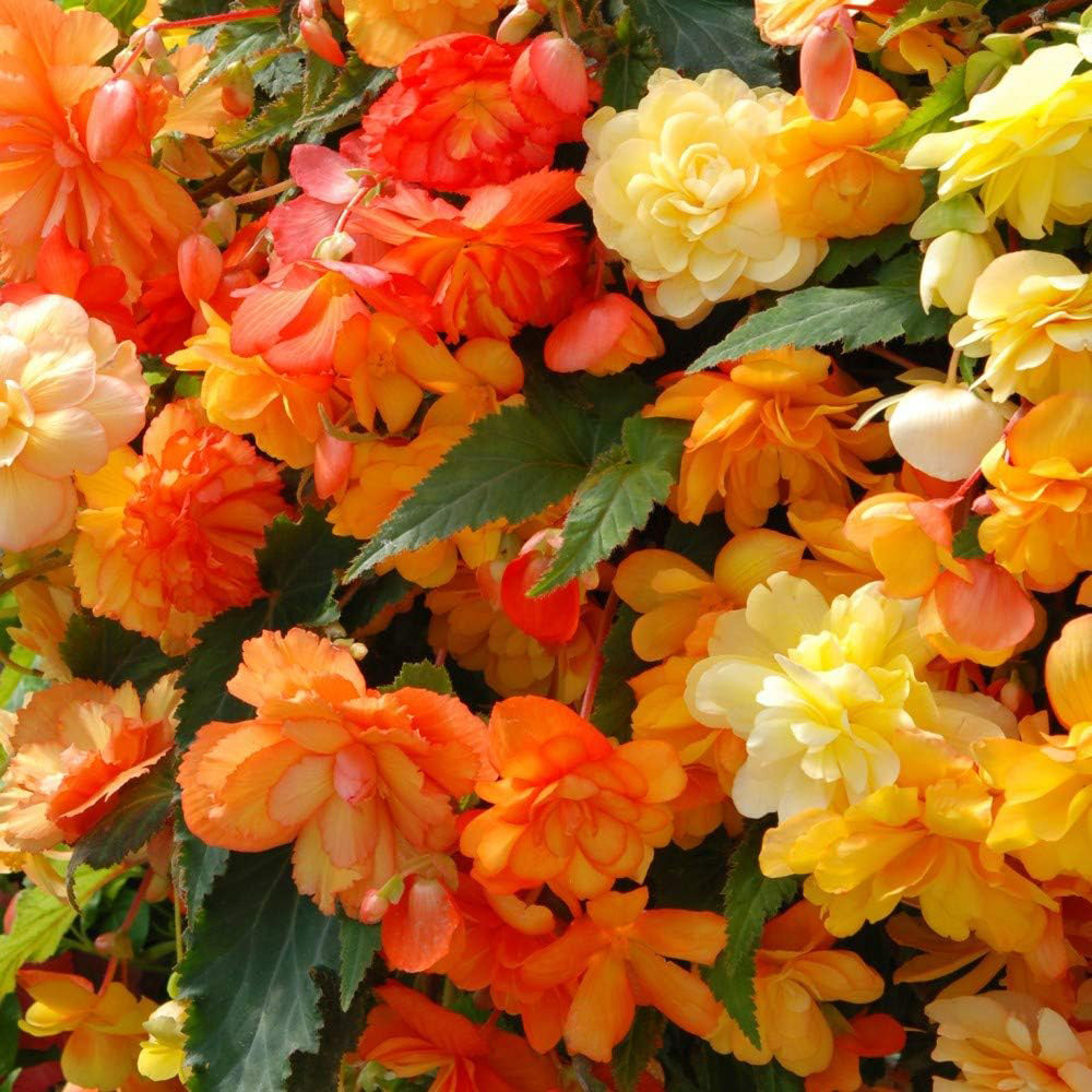 Thompson and Morgan Begonia Illumination Apricot Shades Improved Plant Plug 72 Pack Image 3