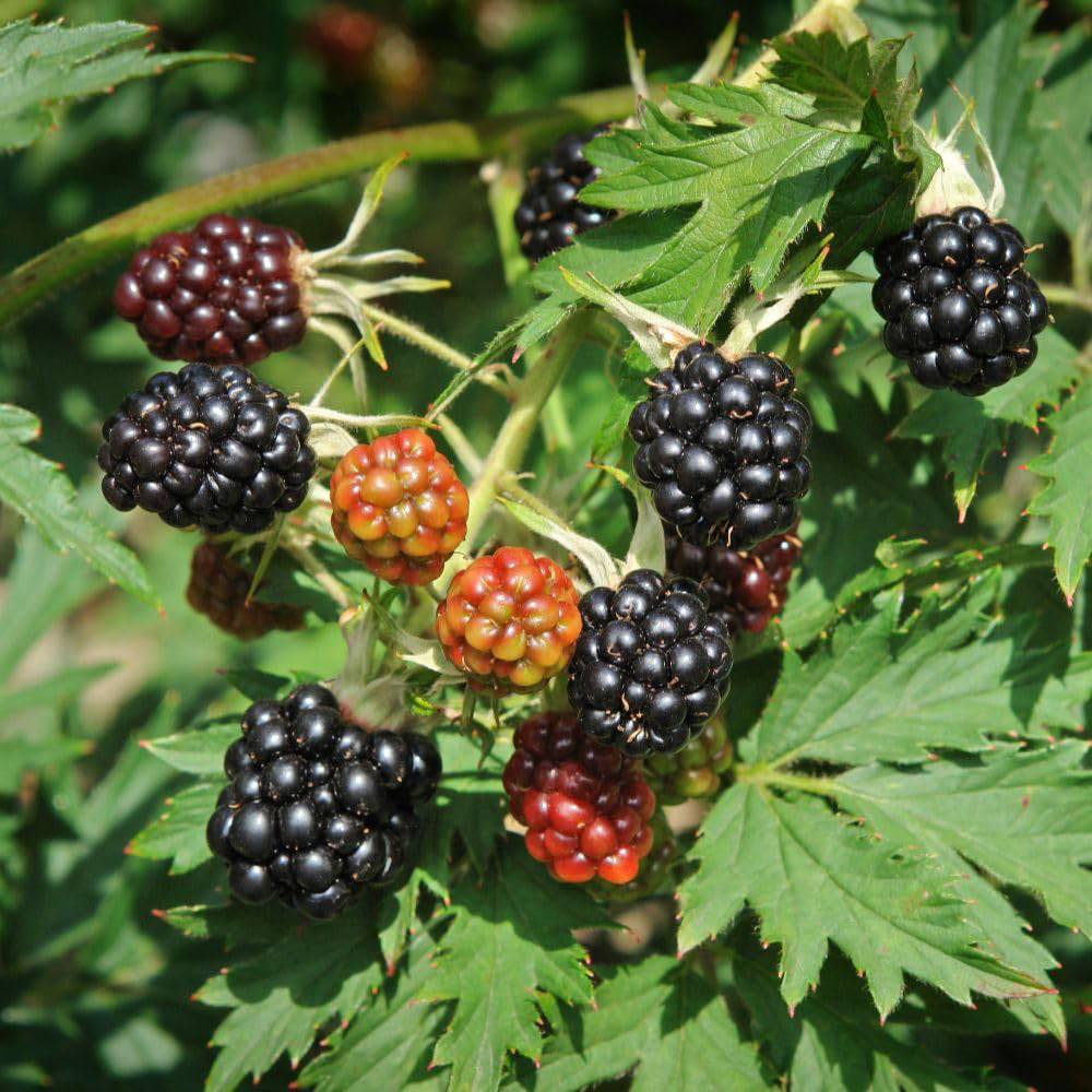 Thompson & Morgan Growers Choice Blackberry Plant Pot 2L 2 Pack Image 1