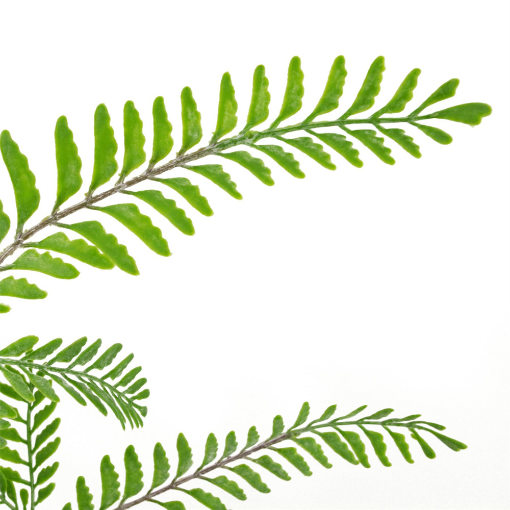 Leaf Light Green Himilayan Maidenhair Fern Bush Artificial Plant 55cm 6 Pack Image 2