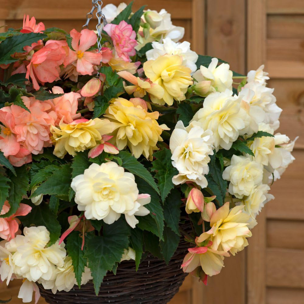 Thompson and Morgan Begonia Nonstop Joy Peaches and Dreams Garden Ready Plant 30 Pack Image 3