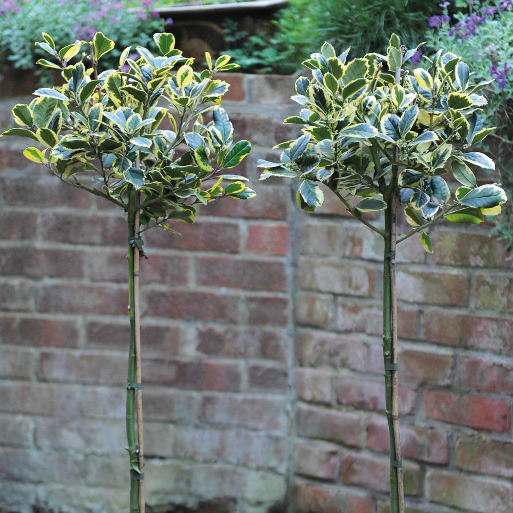 Thompson and Morgan Ilex Holly Golden King Standard Plant Pot 17cm 2 Pack Image 3