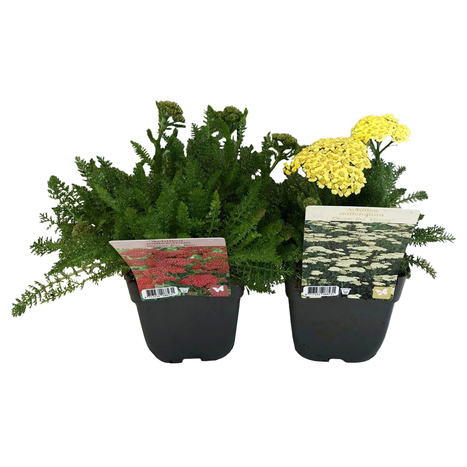 Perennial Achillea Des Eve - Multicolour Image