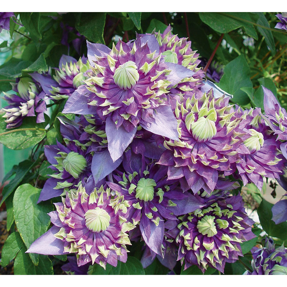 YouGarden Clematis Taiga Plant Pot 9cm 2 Pack Image 2