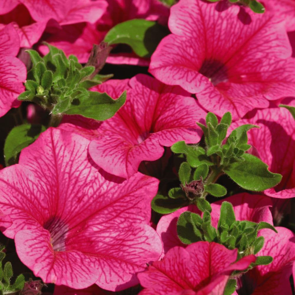Thompson and Morgan Petunia Hot Pink Trailing Surfinia Postiplug Plant 10 Pack Image 3