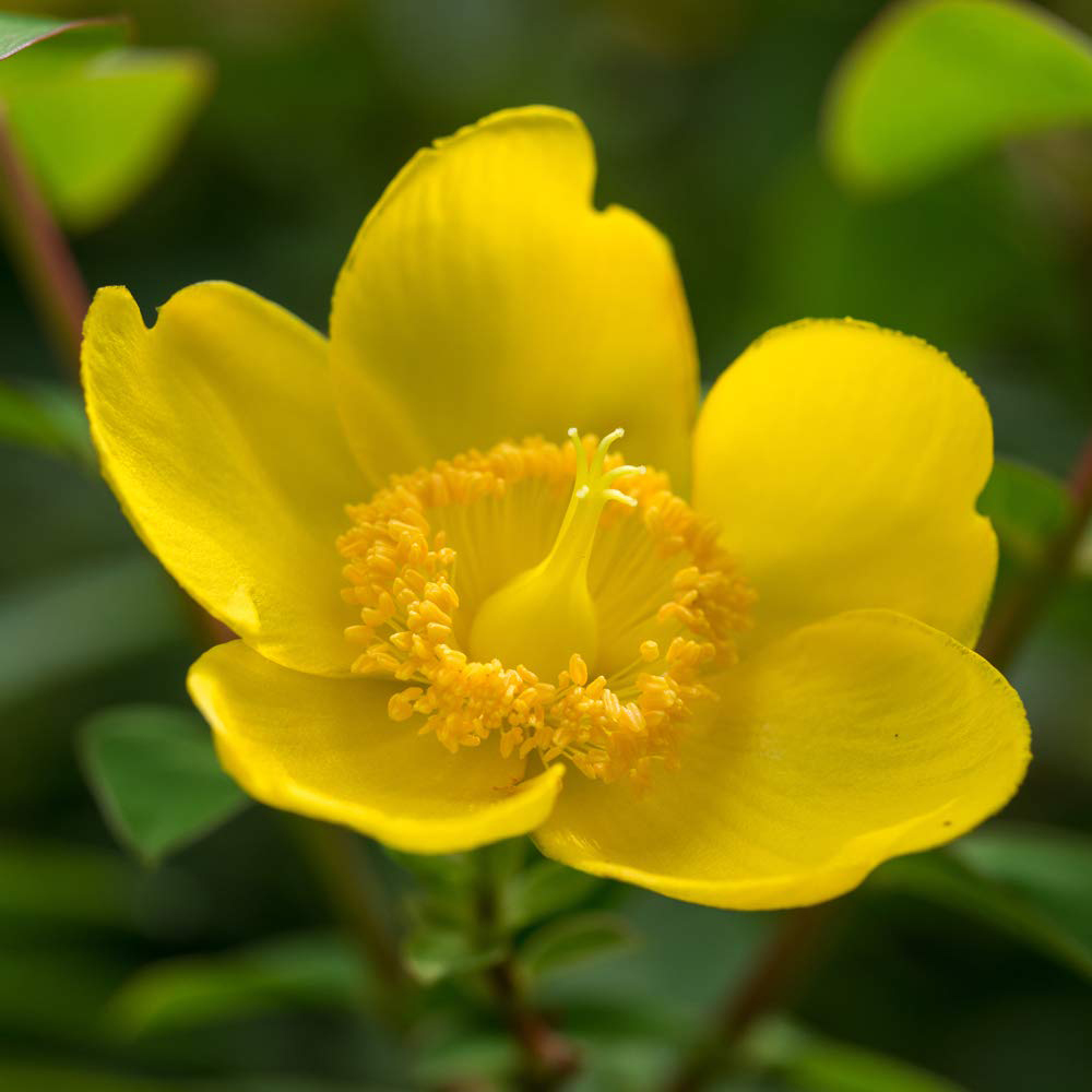 Thompson and Morgan Hypericum Hidcote Plant Pot 3L 3 Pack Image 1