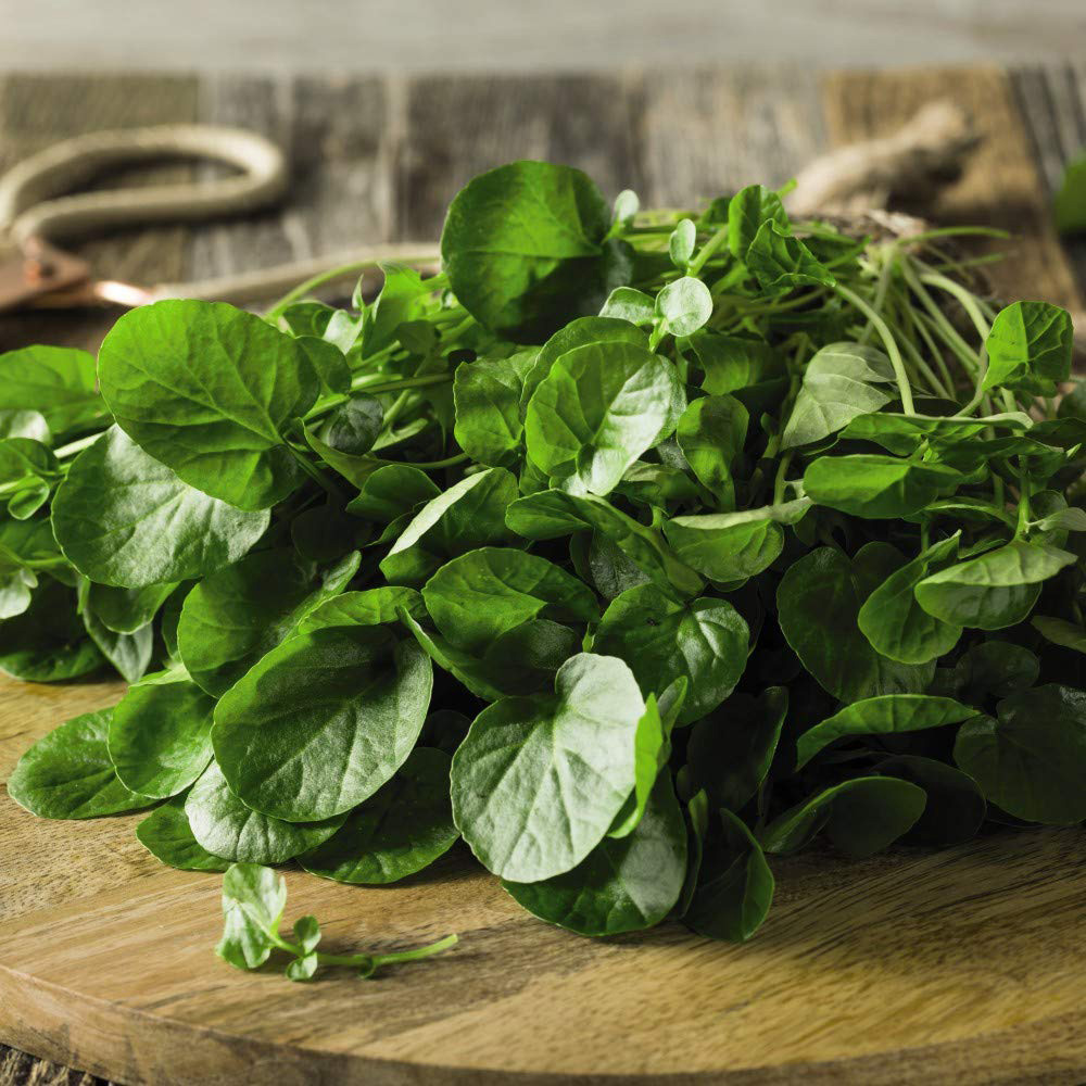 Thompson & Morgan Salad Leaves Watercress Seeds Image 2