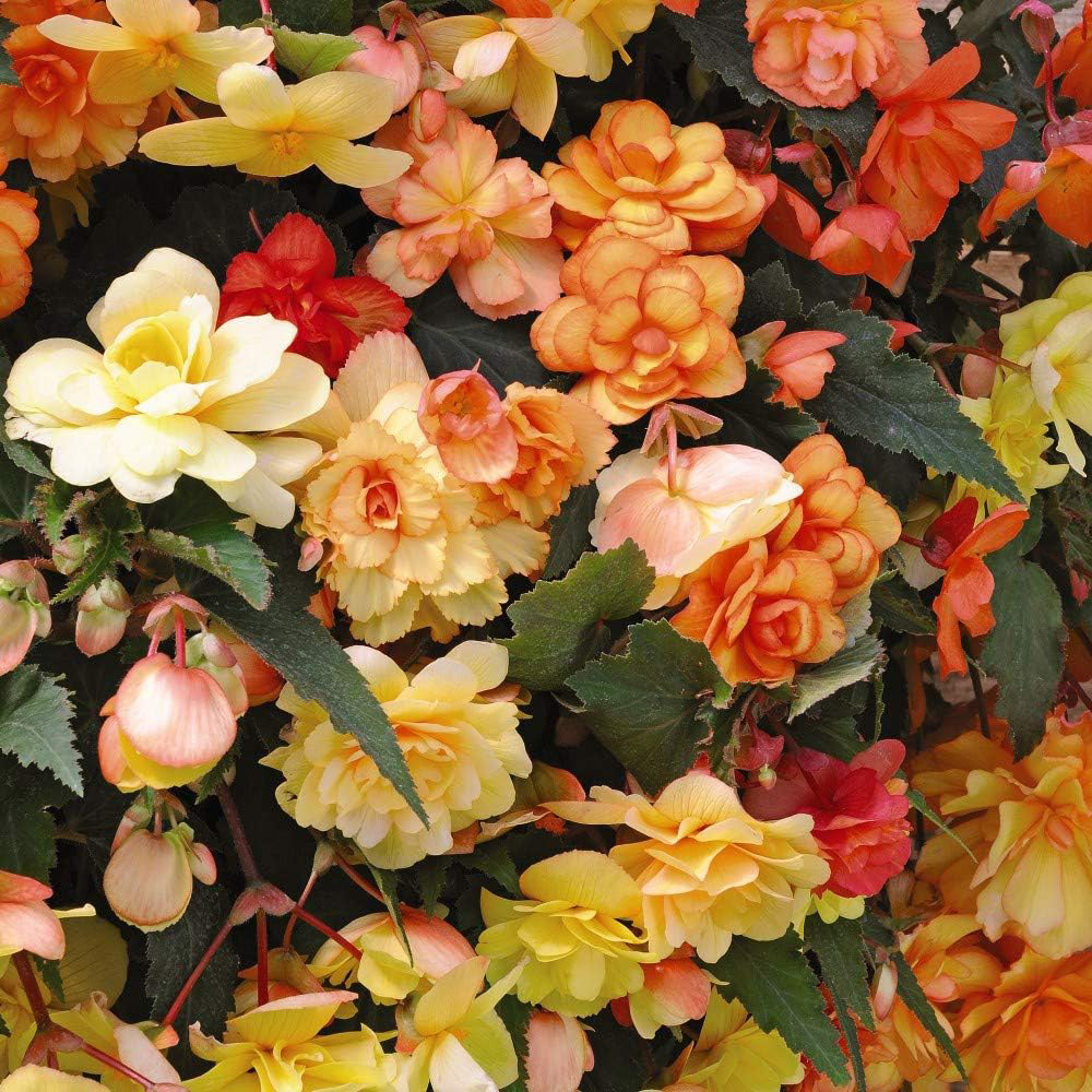 Thompson and Morgan Begonia Illumination Apricot Shades Improved Plant Plug 24 Pack Image 2