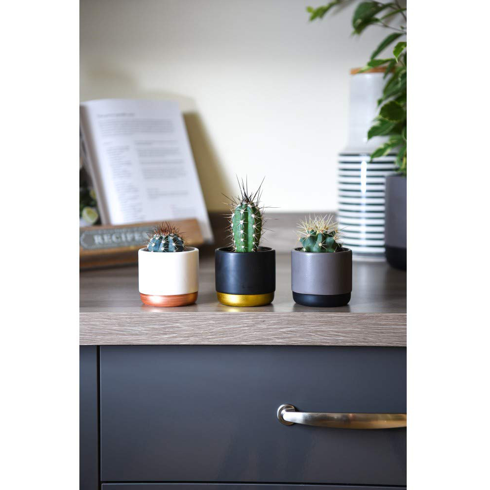 Thompson and Morgan Cactus Mixed Plant Pot 5.5cm 10 Pack Image 8