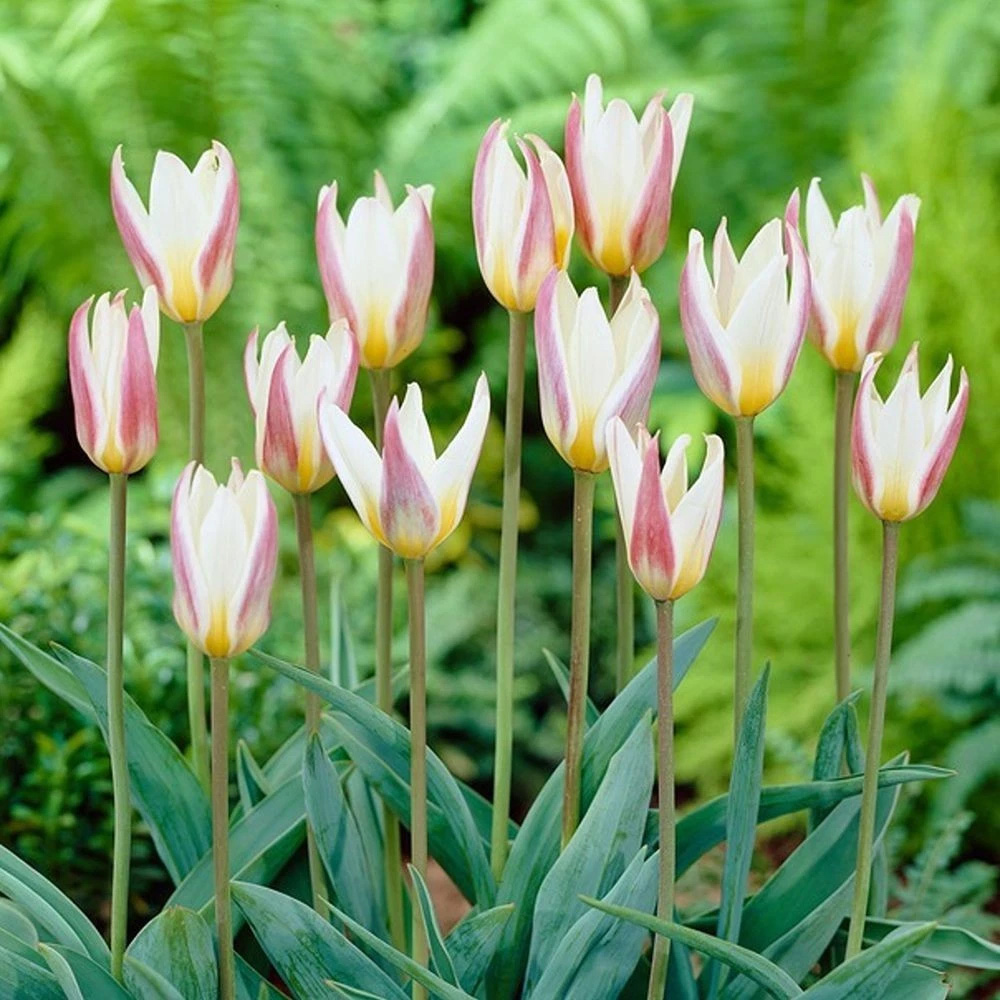 Thompson and Morgan Tulip Ice Stick Planting Bulb 32 Pack Image 2