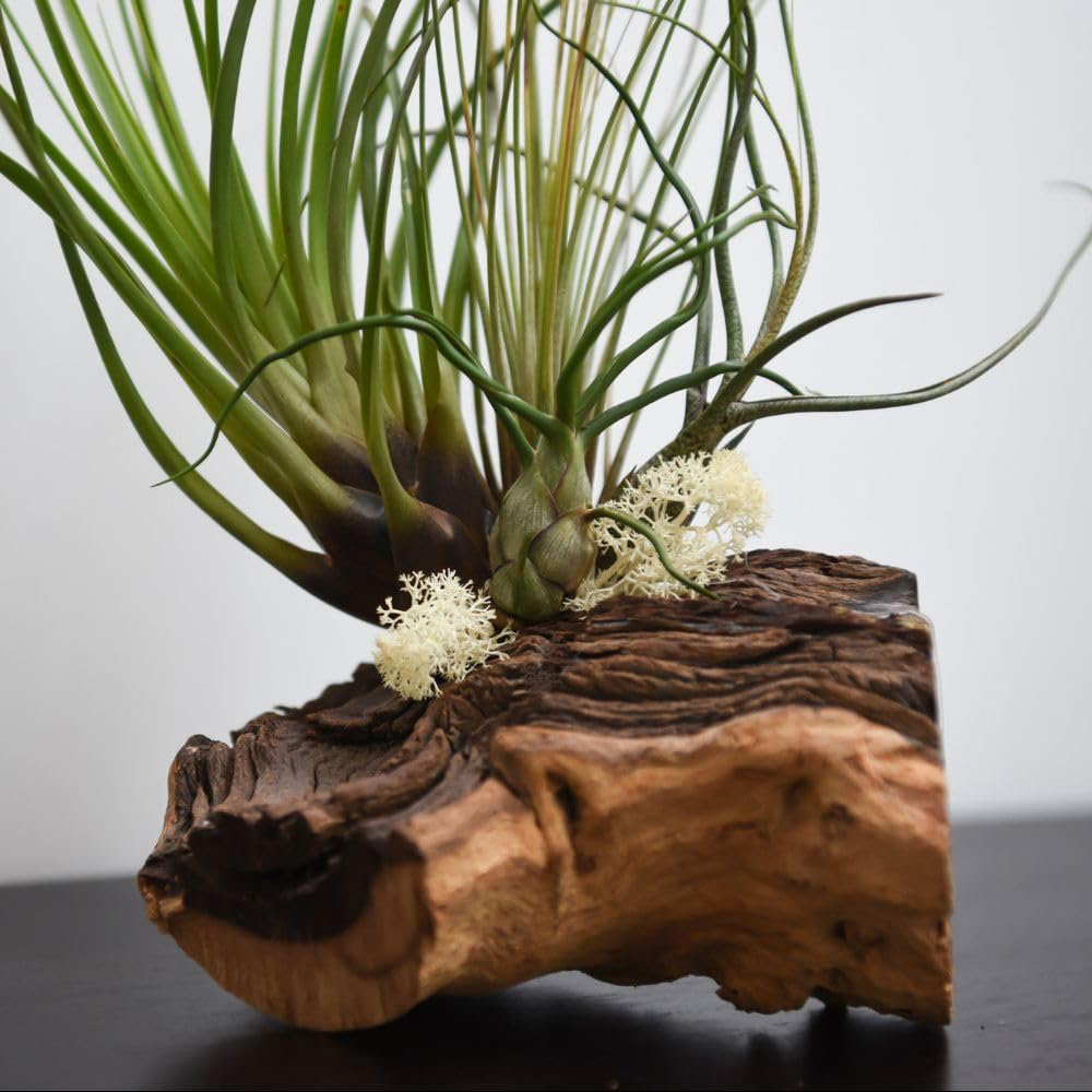 Thompson & Morgan 4 Air Plants on Bog Wood 2 Pack Image 3