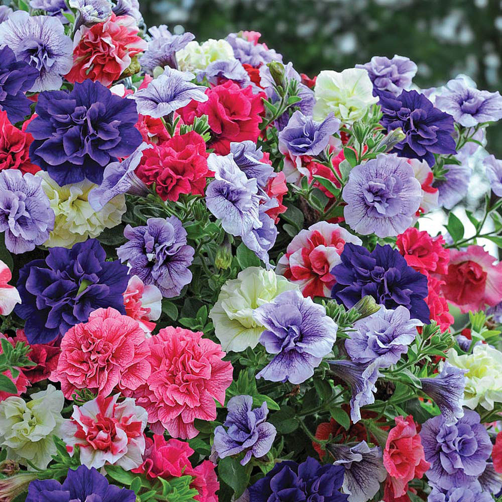 Thompson and Morgan Petunia Frills and Spills Preplanted Hanging Basket 25cm 2 Pack Image 1