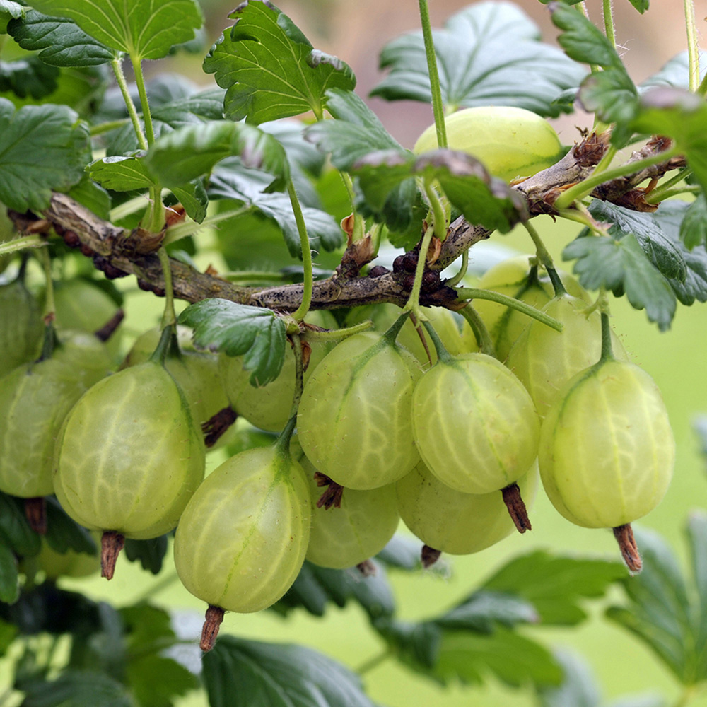 Thompson and Morgan Gooseberry Giggles Green Plant Pot 9cm2 Pack Image