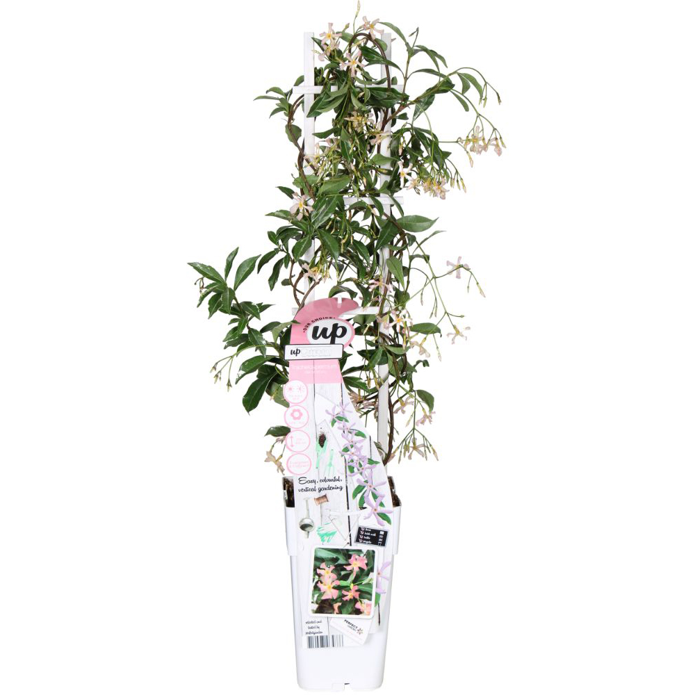Thompson and Morgan Trachelospermum Asiaticum Pink Shower Plant Pot 9cm Image 2