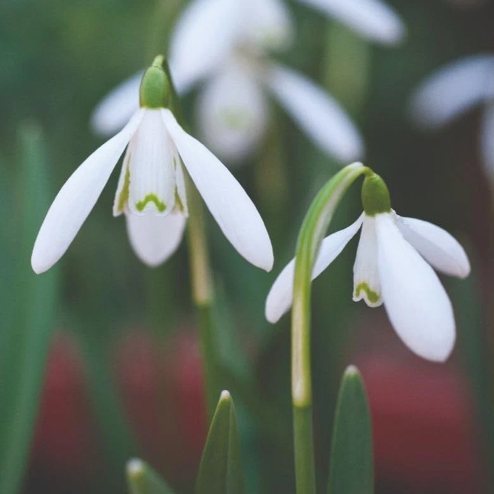 Thompson and Morgan Galanthus Nivalis Single Flowered Autumn Planting Bulb 8 Pack Image 1