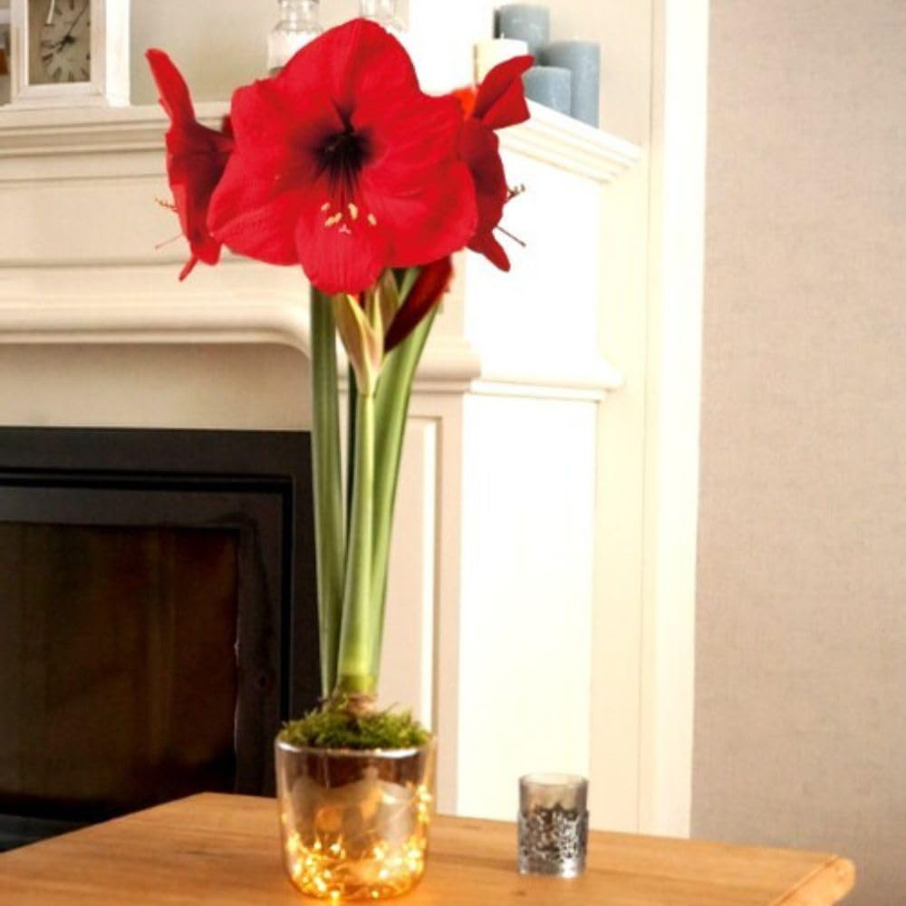 Thompson and Morgan Christmas Gift Amaryllis Plant Pot with LED Image 5