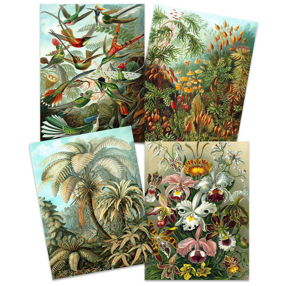 Artery8 Vintage Ernst Haeckel Flora and Fauna Wall Art Print 30 x 41cm 4 Pack Image 3