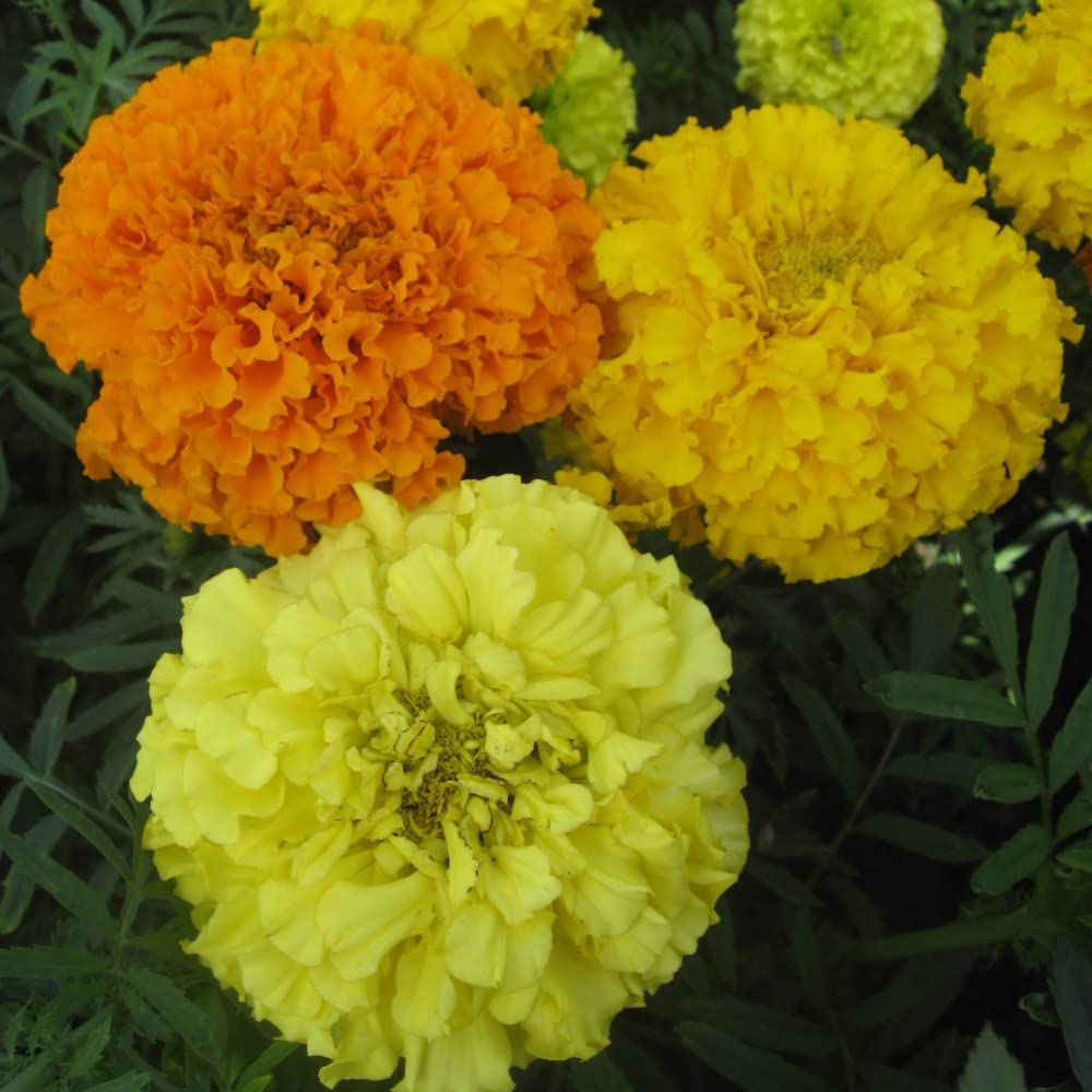 Thompson & Morgan Marigold Crackerjack Mixed Seeds Image