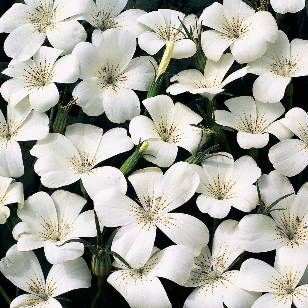 Thompson & Morgan Agrostemma Ocean Pearl Seeds Image 2