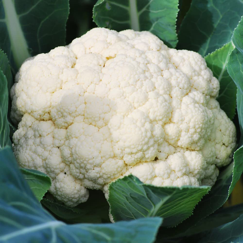 Thompson & Morgan Cauliflower Whitex Postiplugs 12 Pack Image 3