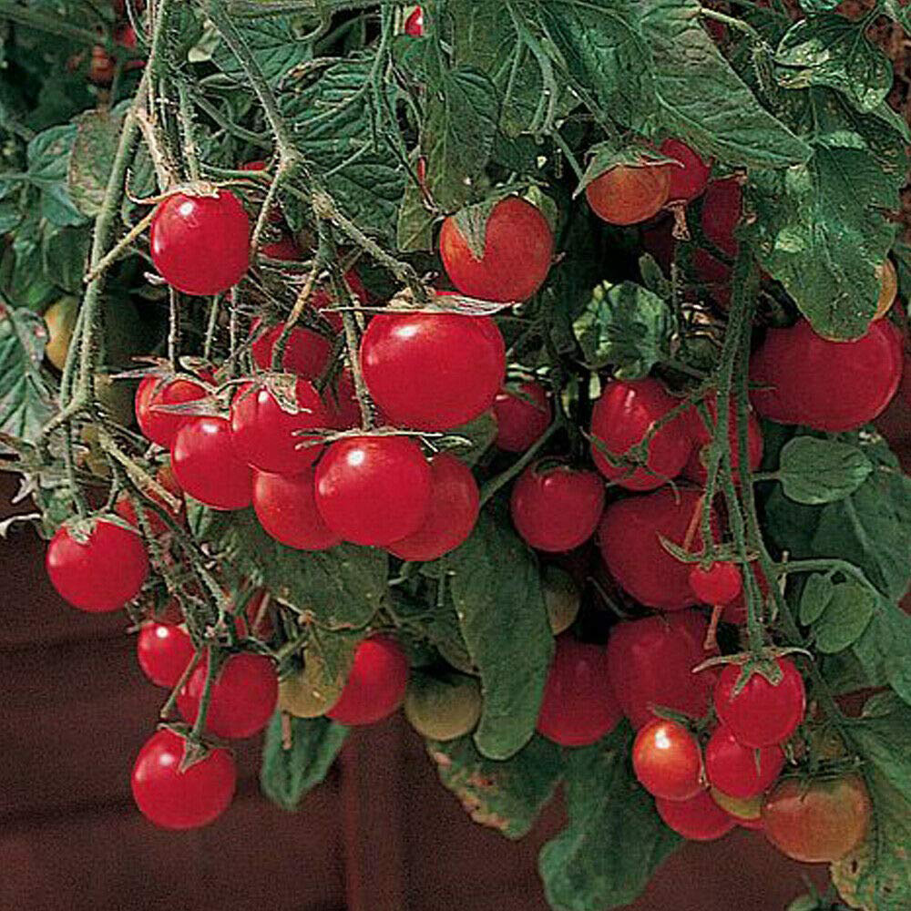 Thompson & Morgan Tomato Gartenperle Seed Packet Image 1
