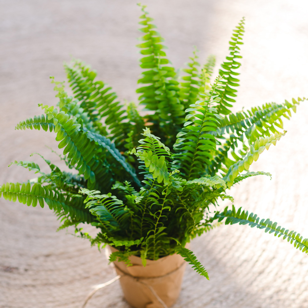 Boston Fern Plant Image 3