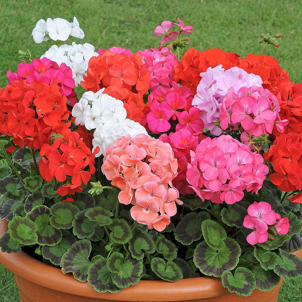 Thompson and Morgan Geranium Jackpot Mixed Garden Ready Plant 15 Pack Image 4