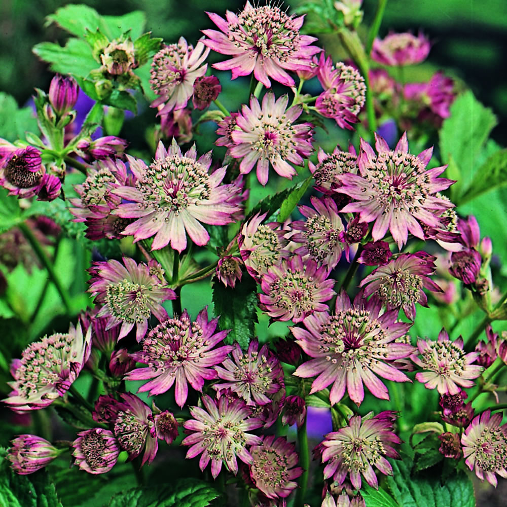Wilko Astrantia Major Perennial Spring Planting Bulb 1 pack | Wilko