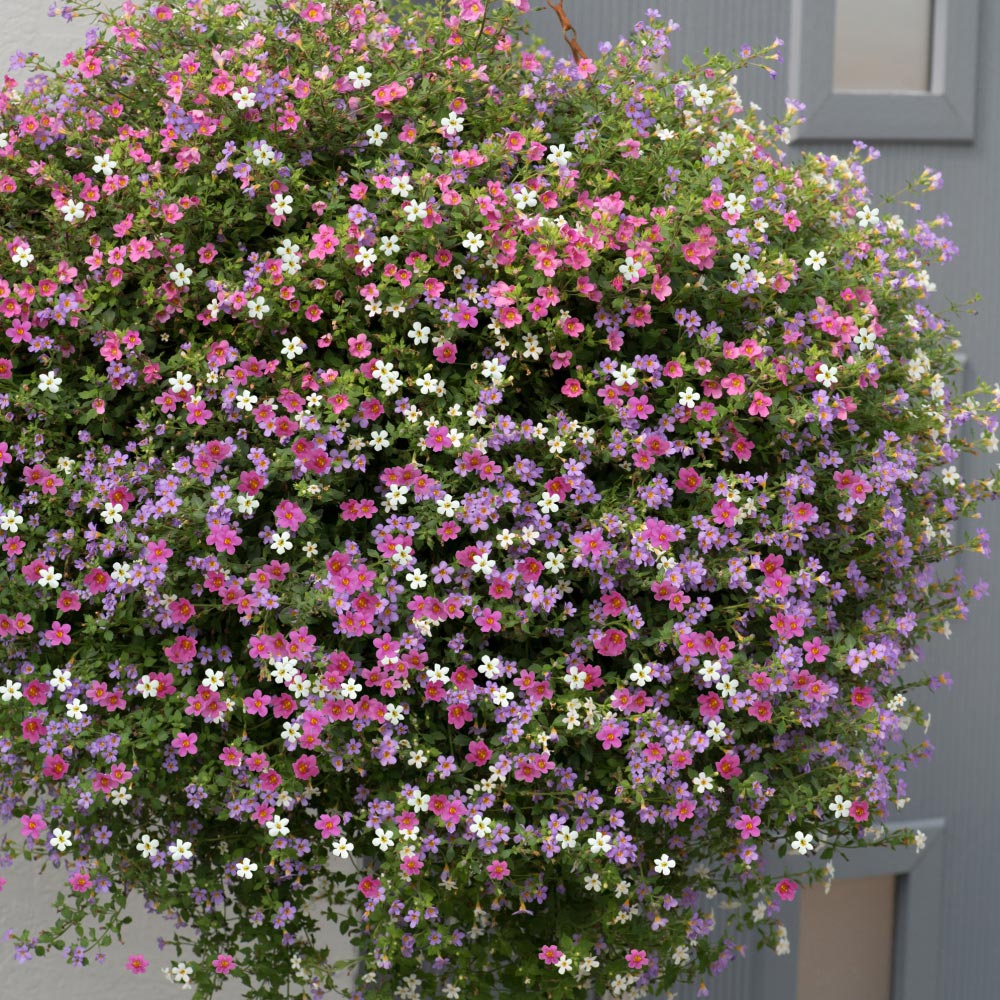 Thompson and Morgan Bacopa Topia Mixed Garden Ready Plant 15 Pack Image 2