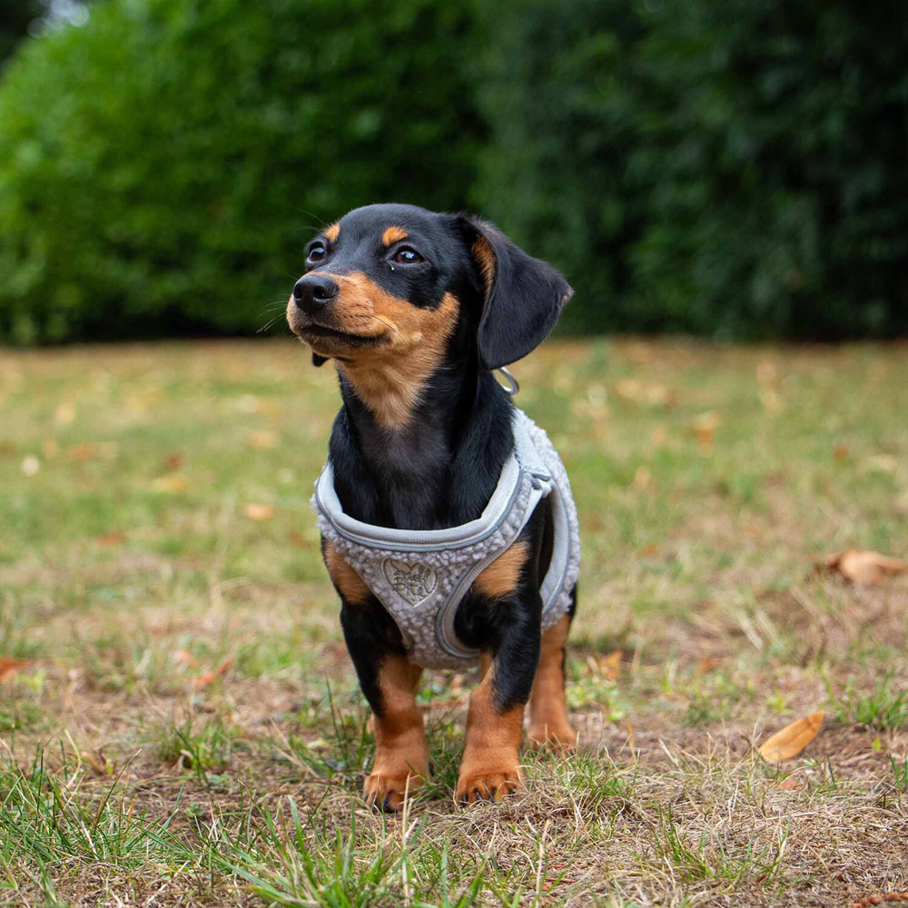 Small Bite Teddy Bear Harness Pebble Grey XS Image 3