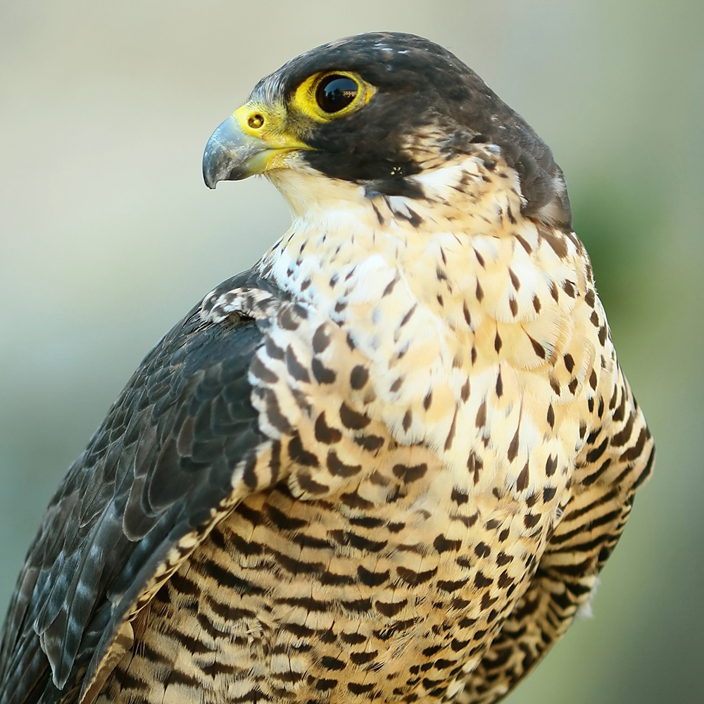 Activity Superstore 3 Hour Falconry Gift Experience Image 3