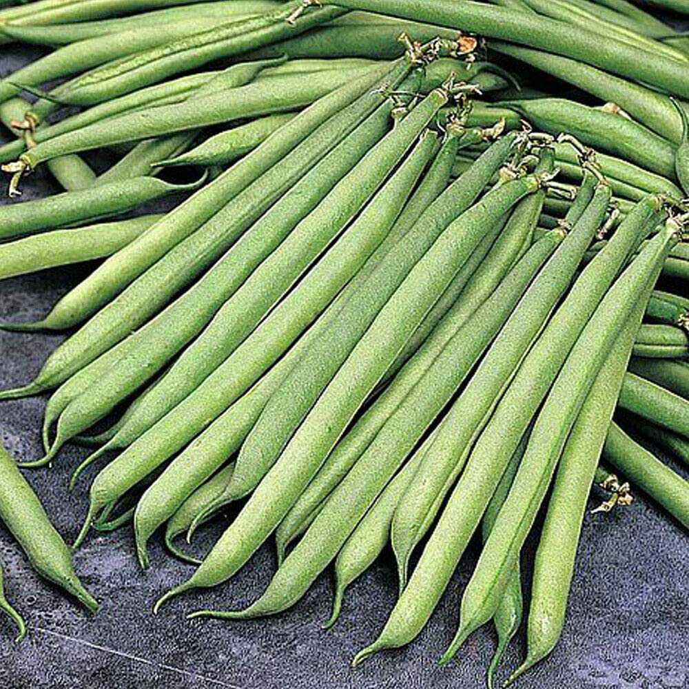 Thompson & Morgan Dwarf Bush Bean Opera Seed Packet Image 1